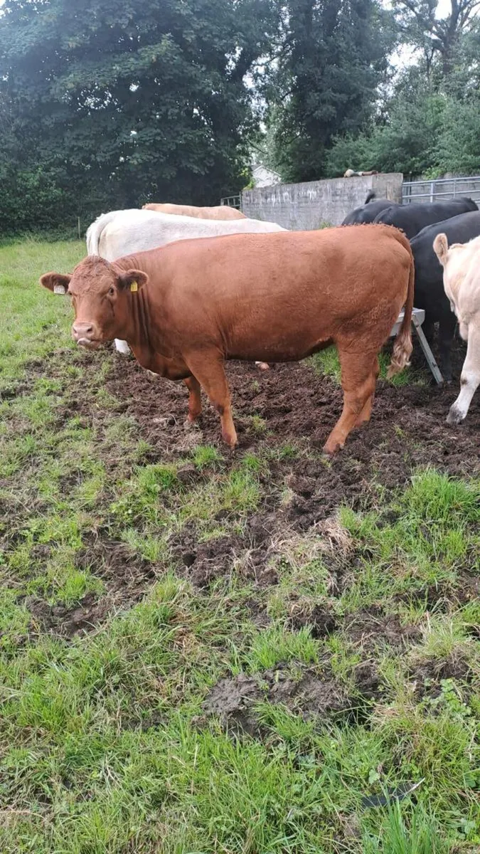 Cattle - Image 1