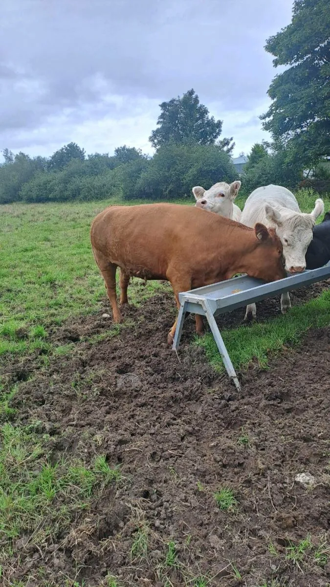 Cattle - Image 2