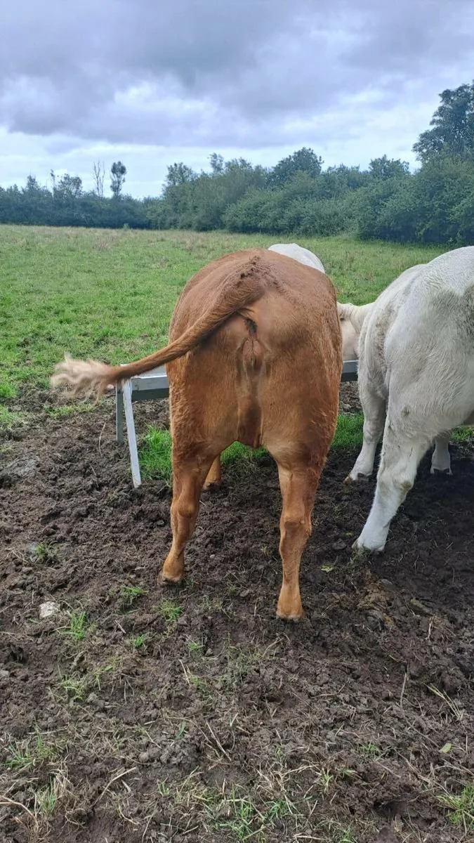 Cattle - Image 3