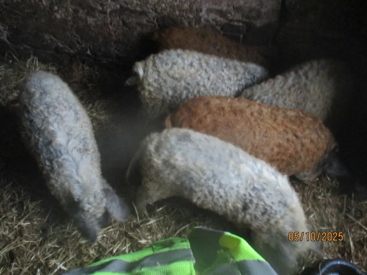 Mangalica, Mangalitsa, Mangalitza woolly pigs - Image 1