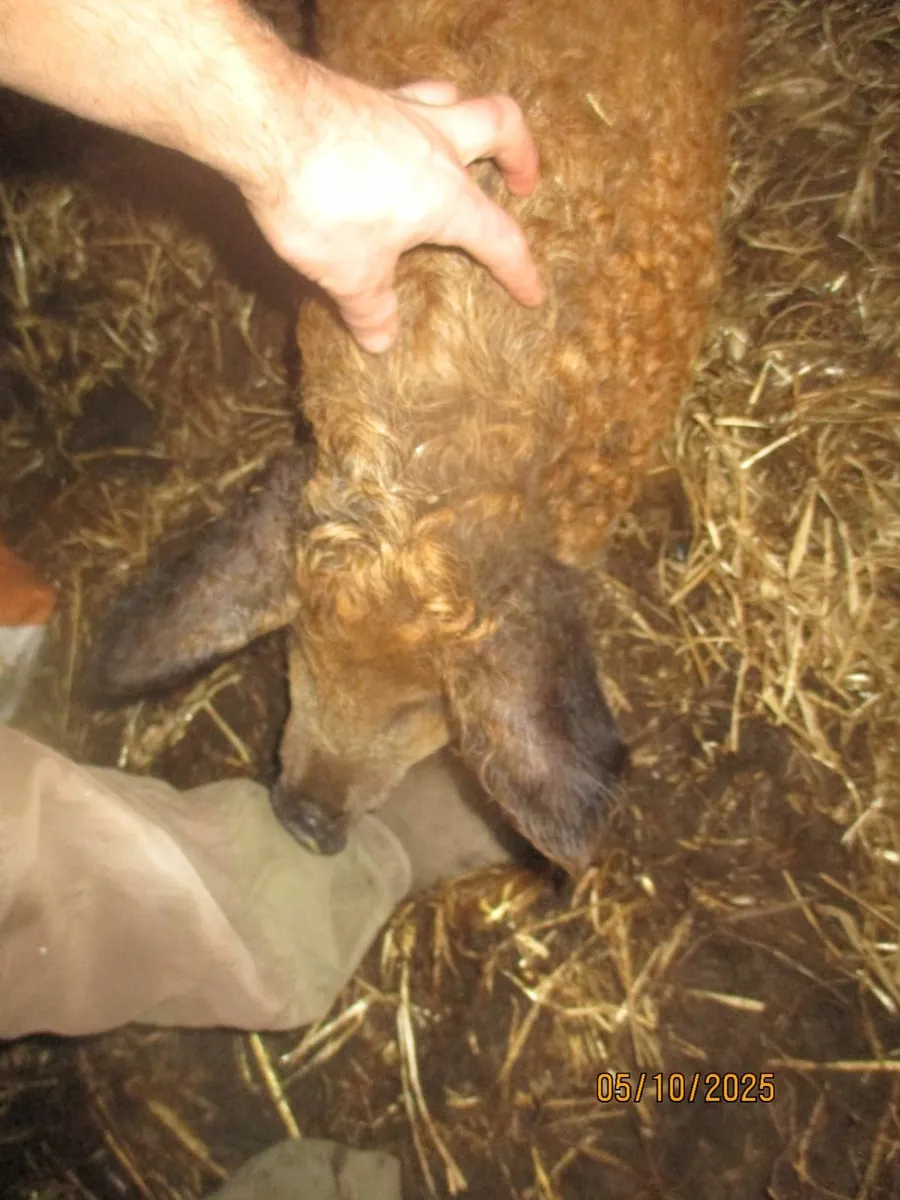 Mangalica, Mangalitsa, Mangalitza woolly pigs - Image 2