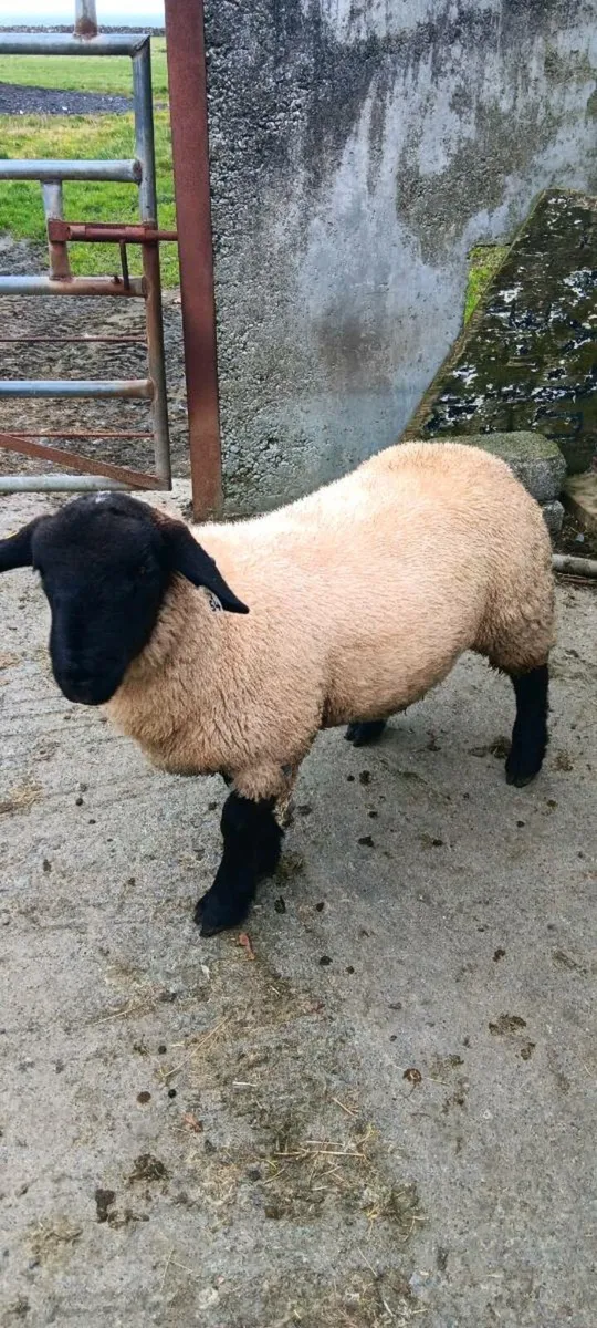 Ram Lamb - Image 1