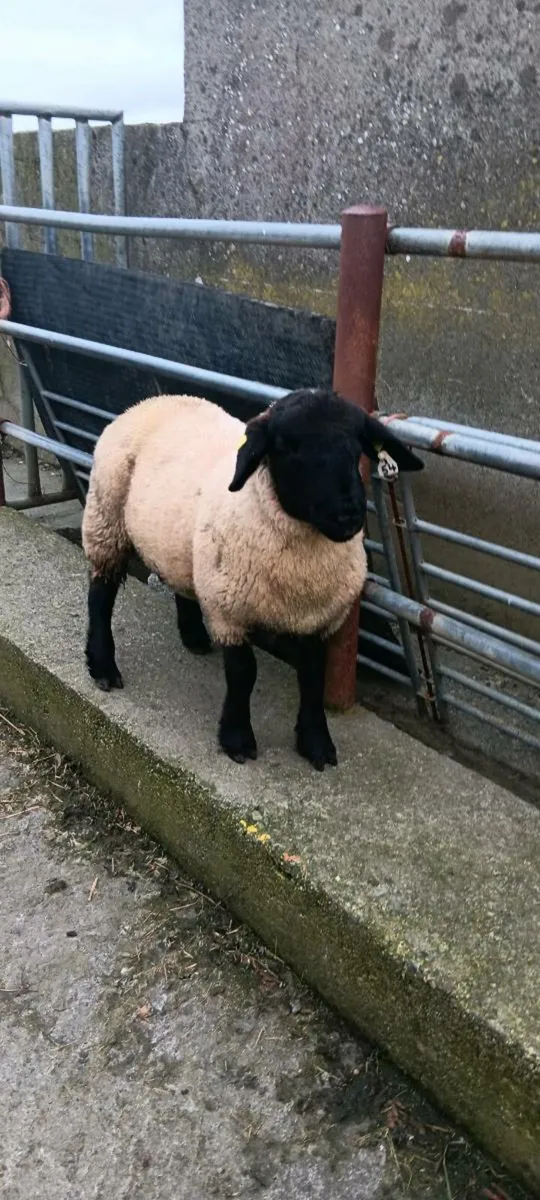 Ram Lamb - Image 2