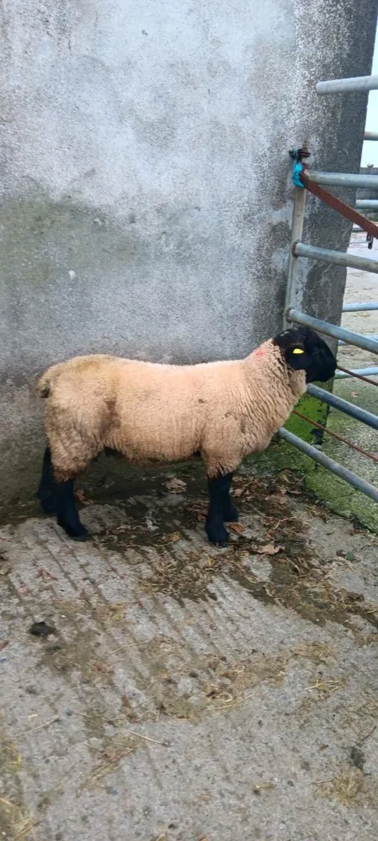 Ram Lamb - Image 3
