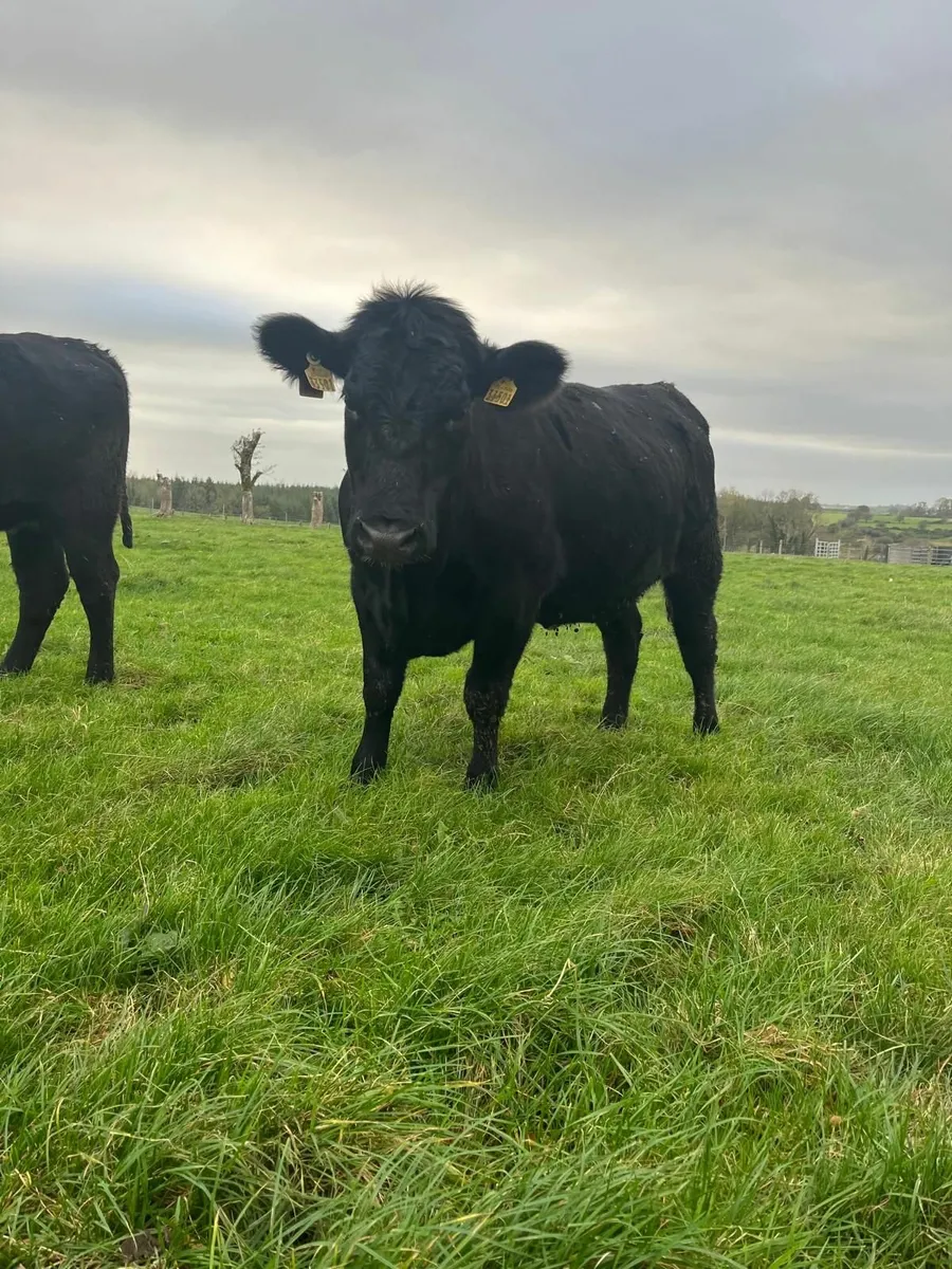 AAX Heifers - Image 2