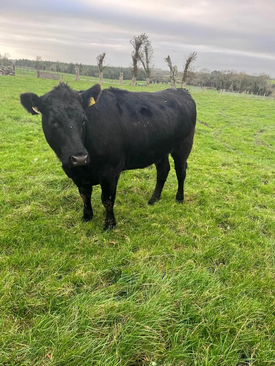 AAX Heifers - Image 3