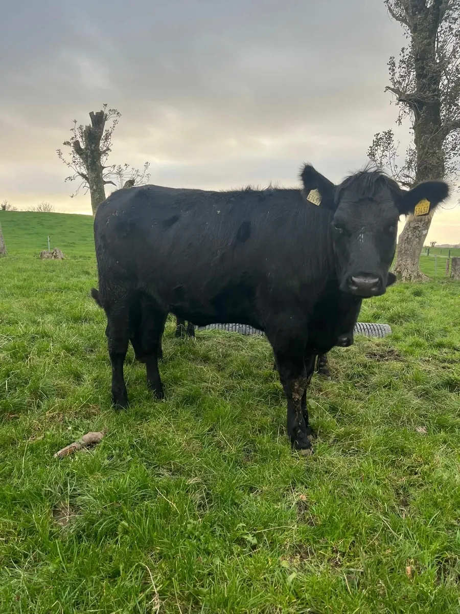 AAX Heifers - Image 4