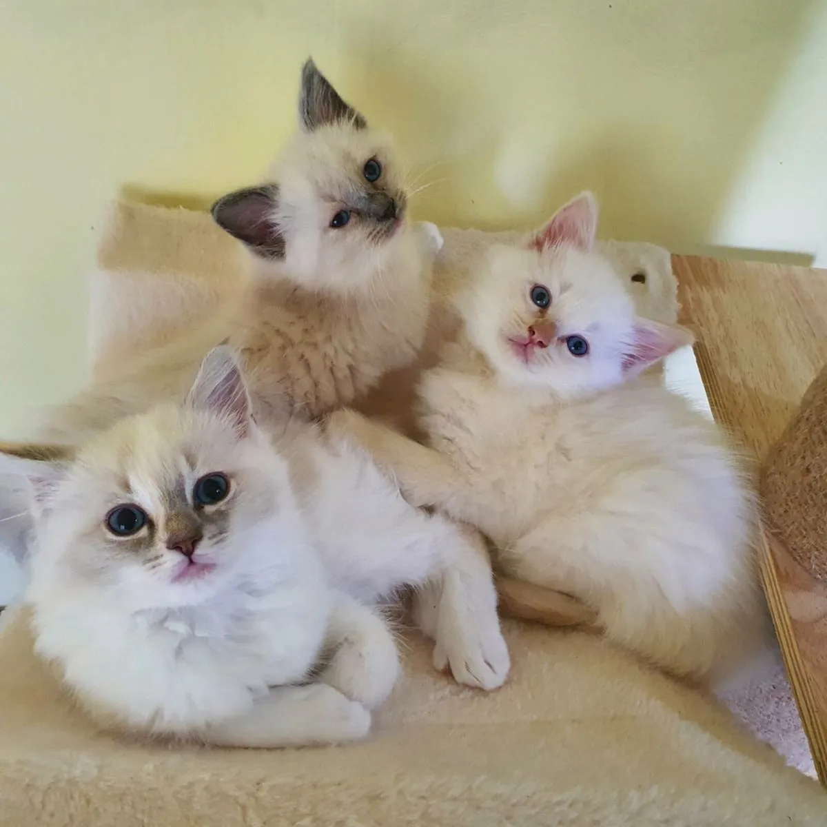 RagCoon Kittens - 3/4 Ragdoll & 1/4 Maine Coon - Image 1