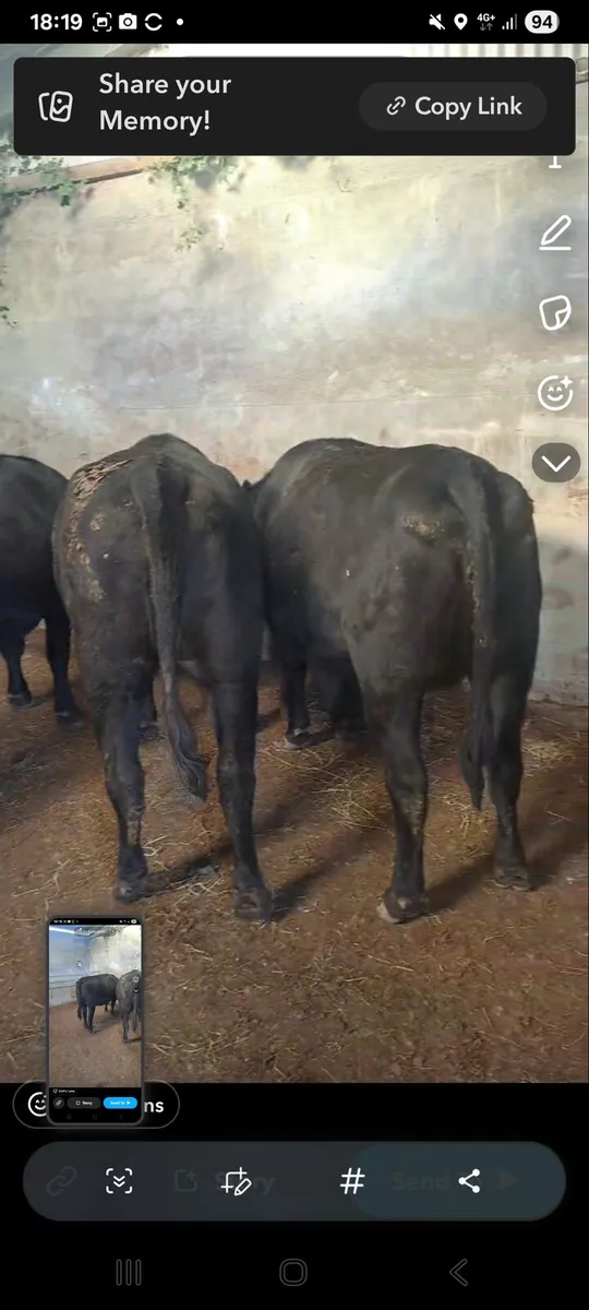 Cattle - Image 4