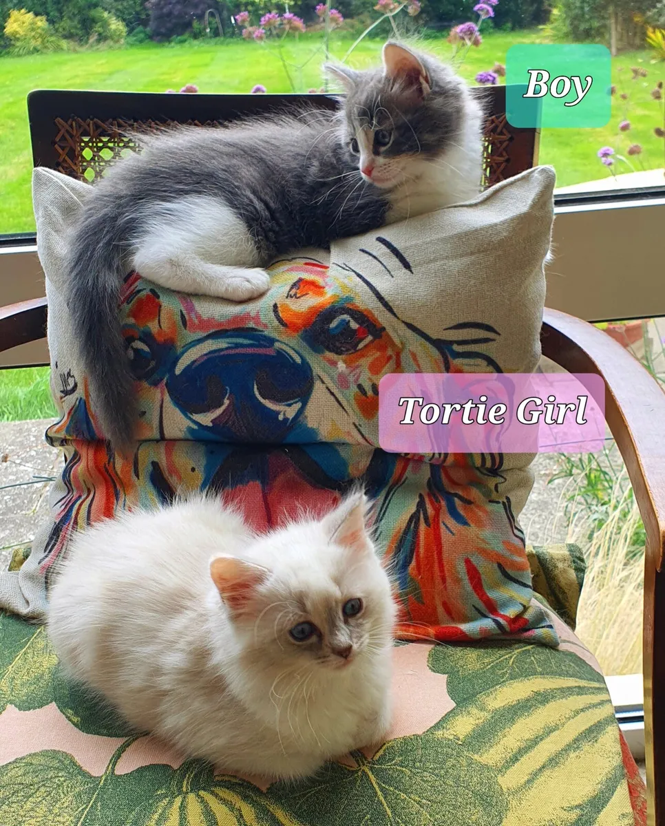 RagCoon Kittens - 3/4 Ragdoll & 1/4 Maine Coon - Image 2