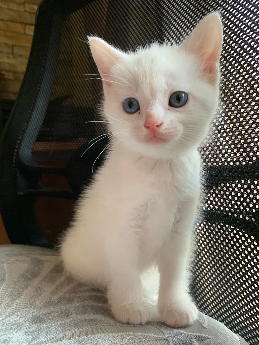 Kittens - Image 1