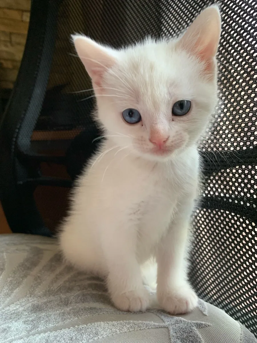 Kittens - Image 2