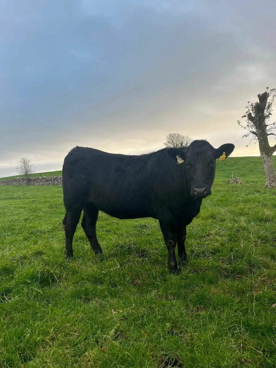 AAX Heifers - Image 1