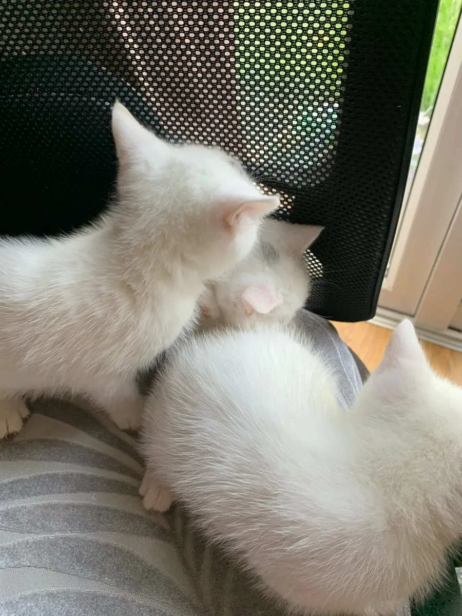 Kittens - Image 3