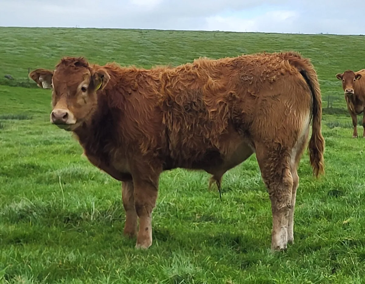 5 star Pedigree Limousin Bulls - Image 1