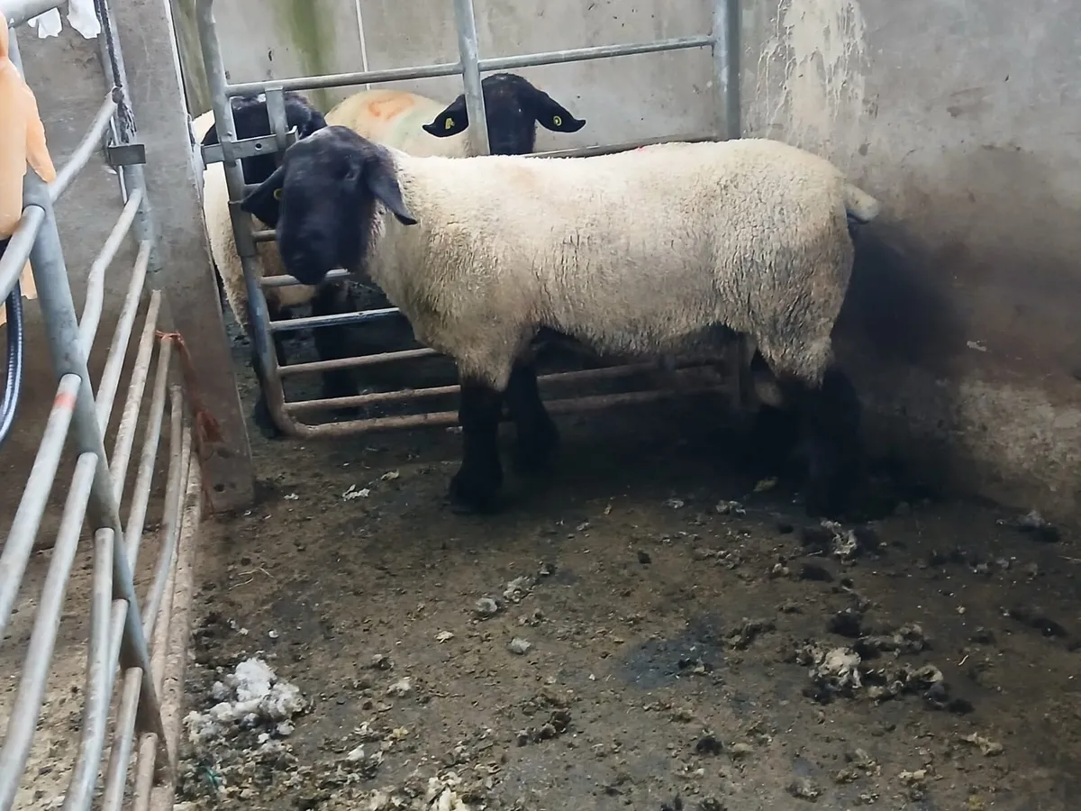 SIS.  Suffolk ram - Image 1