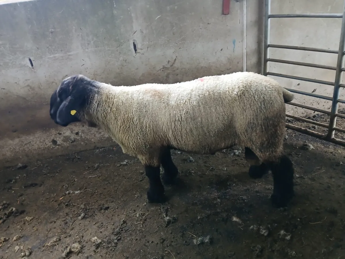 SIS.  Suffolk ram - Image 4
