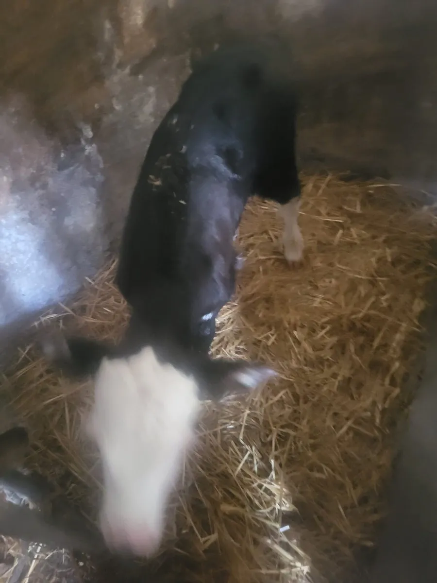 Calves for sale Bailieborough - Image 1