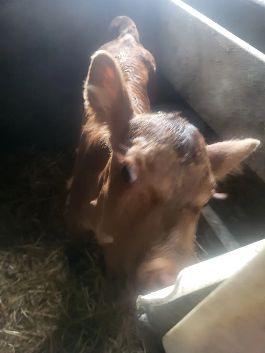 Calves for sale Bailieborough - Image 2