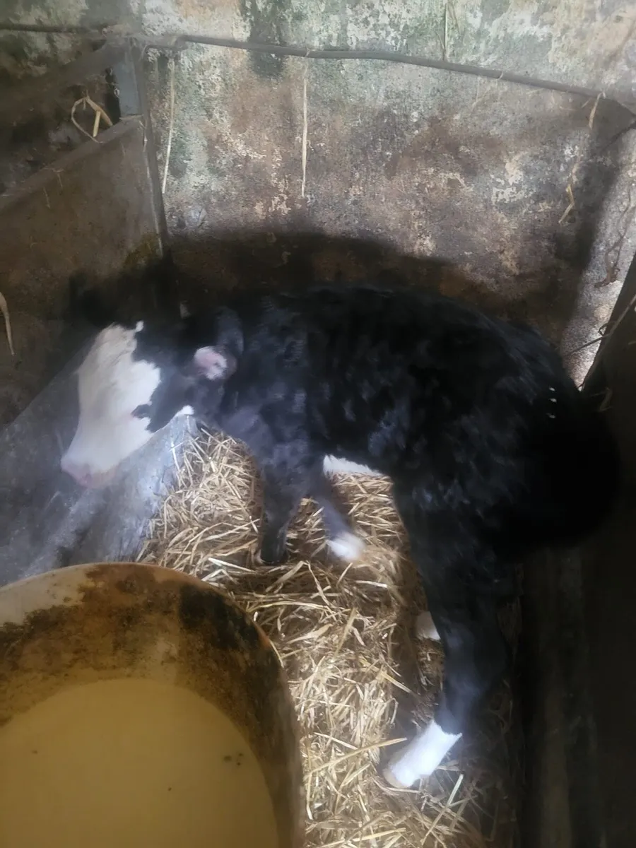 Calves for sale Bailieborough - Image 3