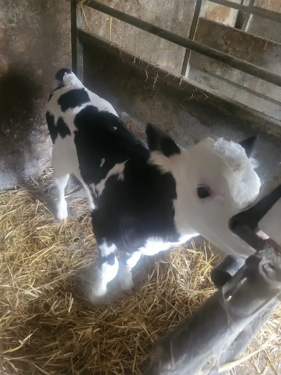 Calves for sale Bailieborough - Image 4