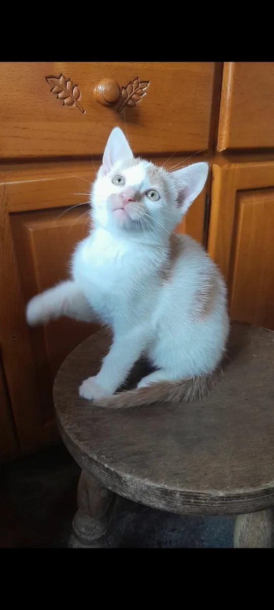 Beautifull kittens - Image 1
