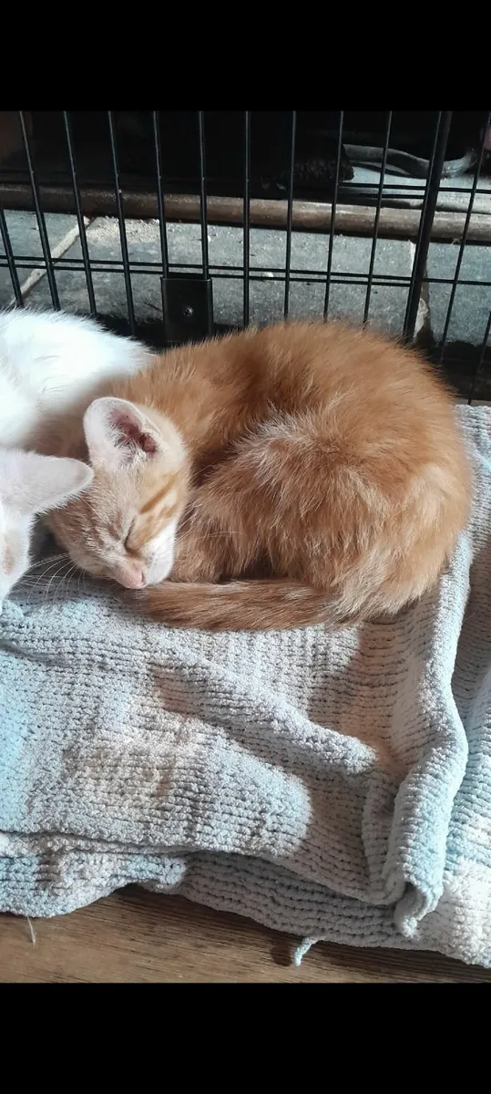 Beautifull kittens - Image 2