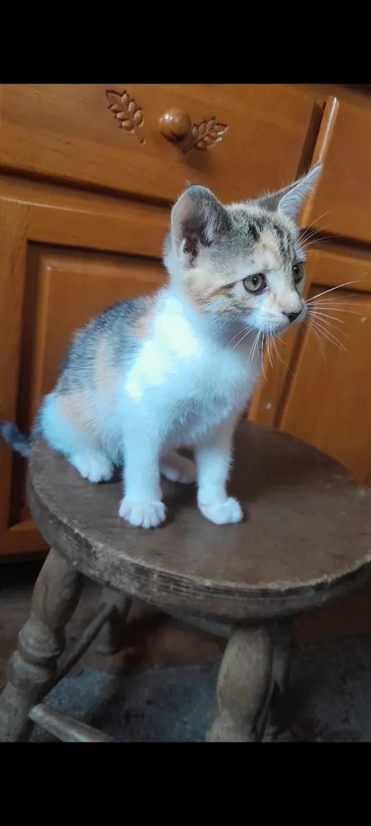 Beautifull kittens - Image 3