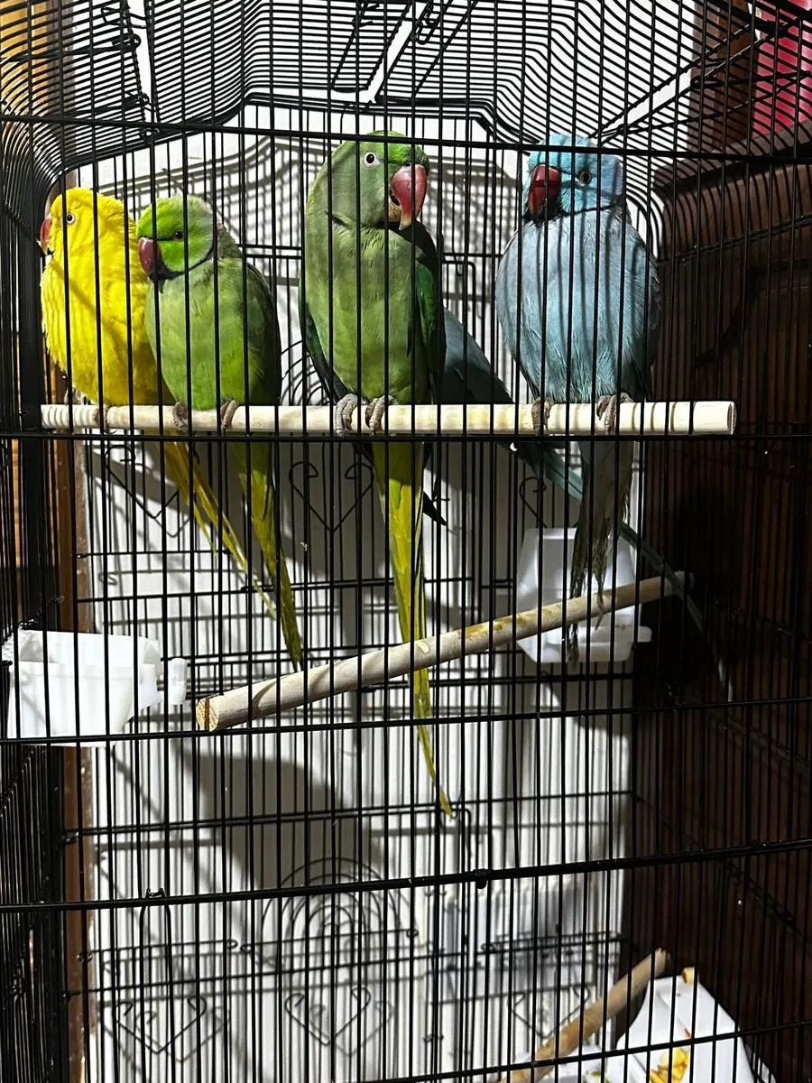 Indian ring neck parrots