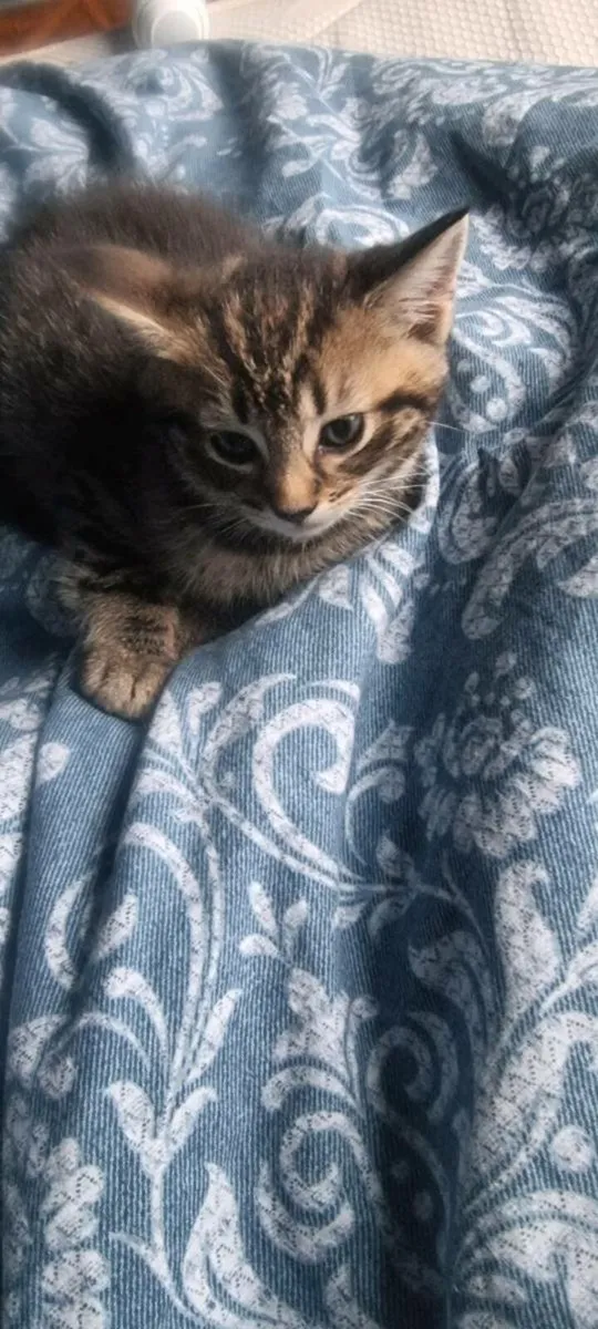 🐾 Beautiful Tabby Kittens🐾 - Image 2
