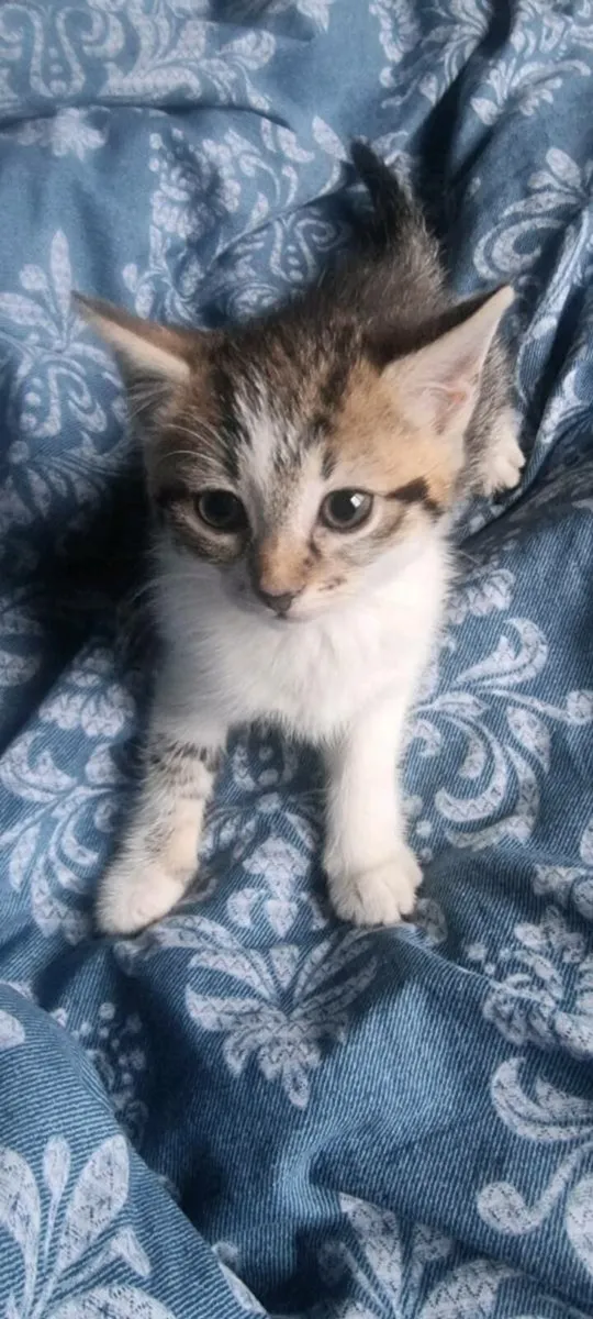 🐾 Beautiful Tabby Kittens🐾 - Image 4