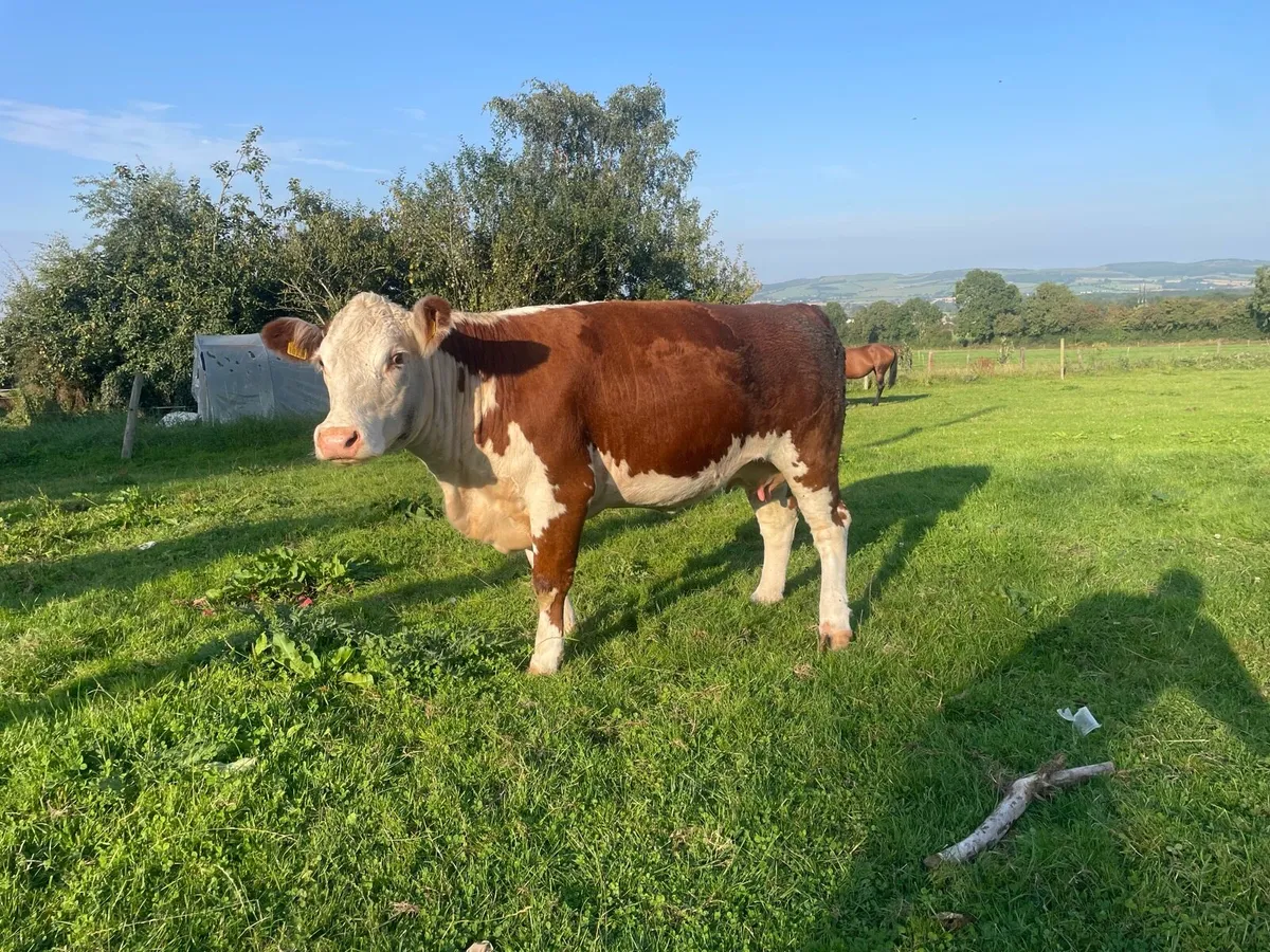 PBR Hereford Cow & Calf - Image 1