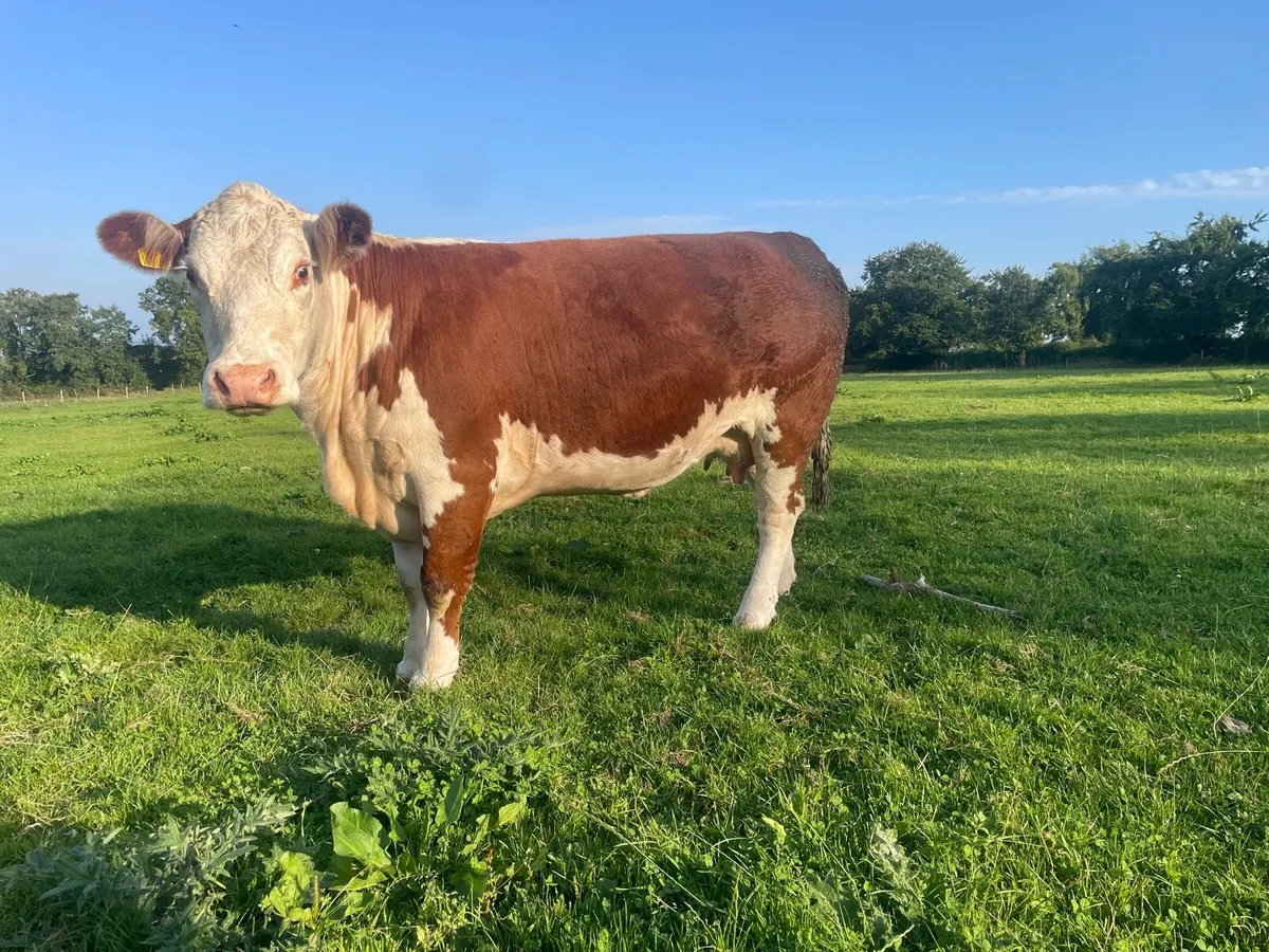 PBR Hereford Cow & Calf - Image 2