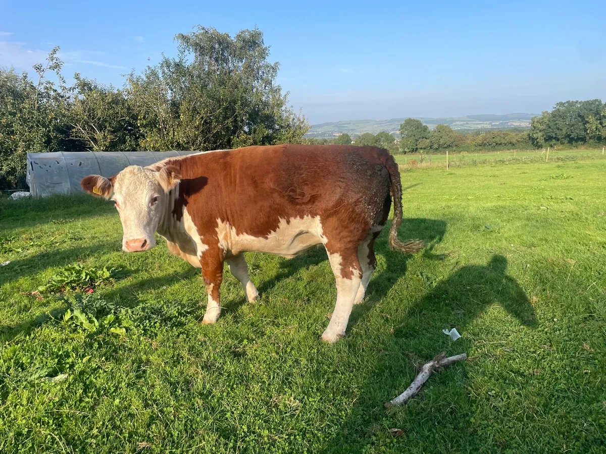PBR Hereford Cow & Calf - Image 3