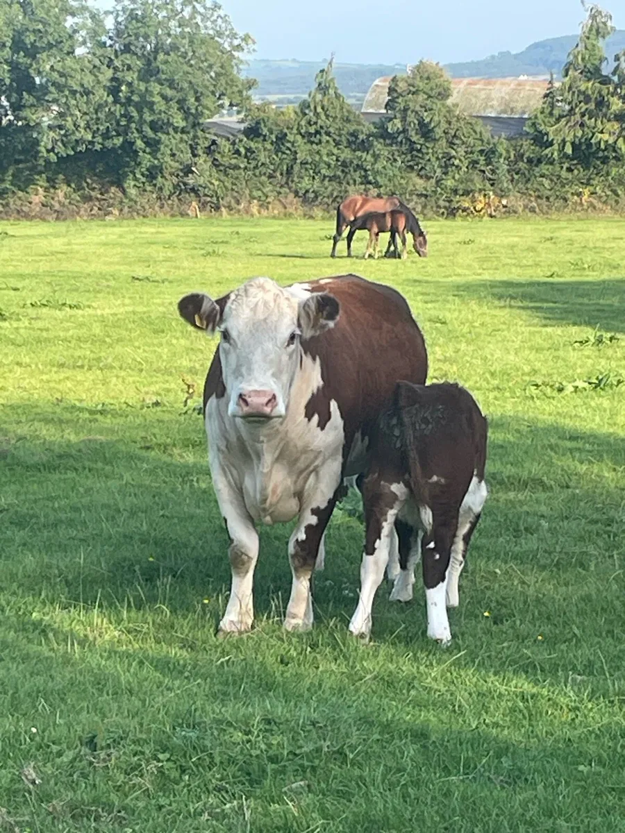PBR Hereford Cow & Calf - Image 4