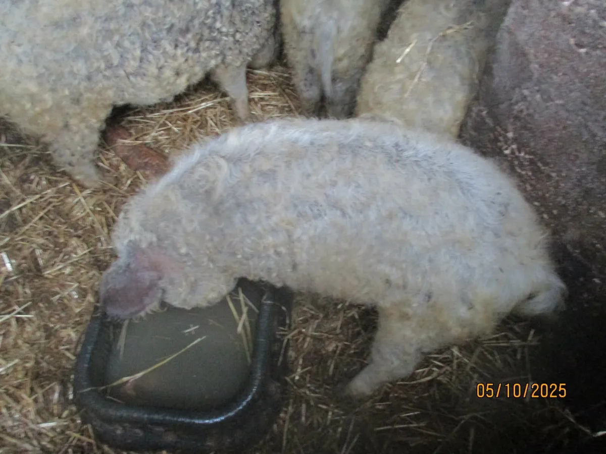 Mangalica, Mangalitsa, Mangalitza woolly pigs - Image 4