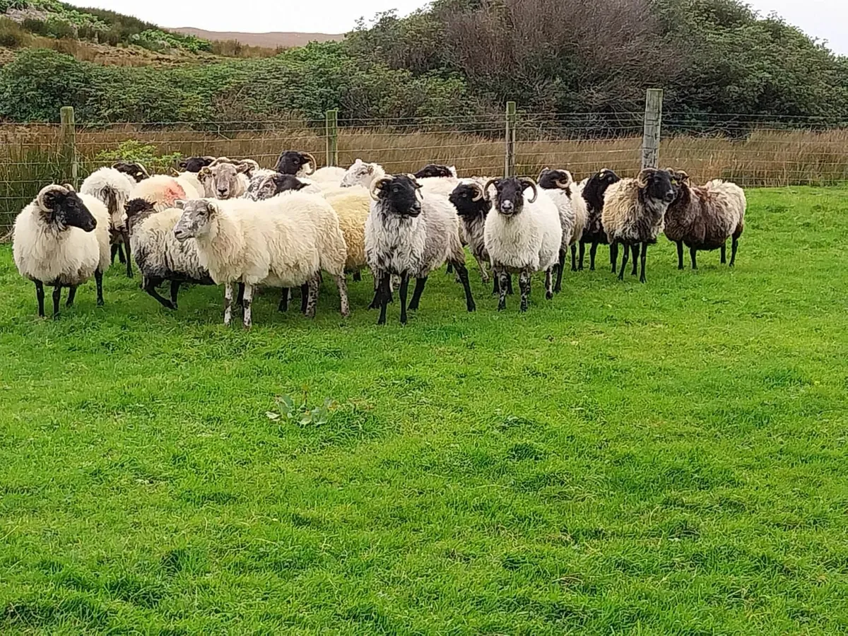 Ewes for sale - Image 1