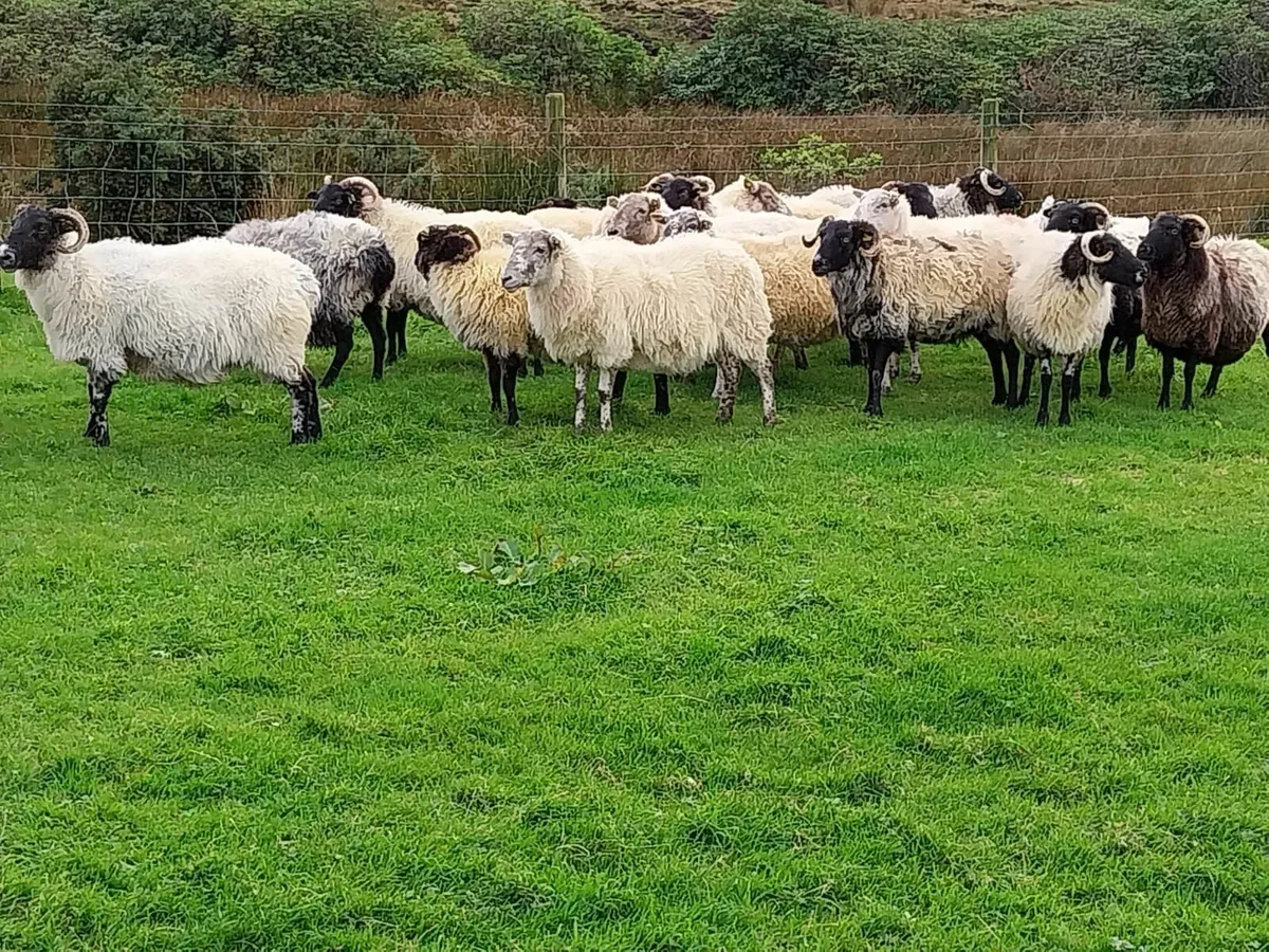 Ewes for sale - Image 2