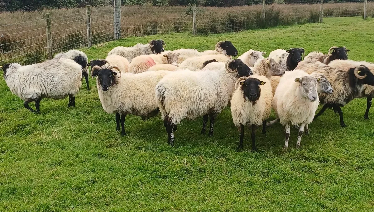 Ewes for sale - Image 3