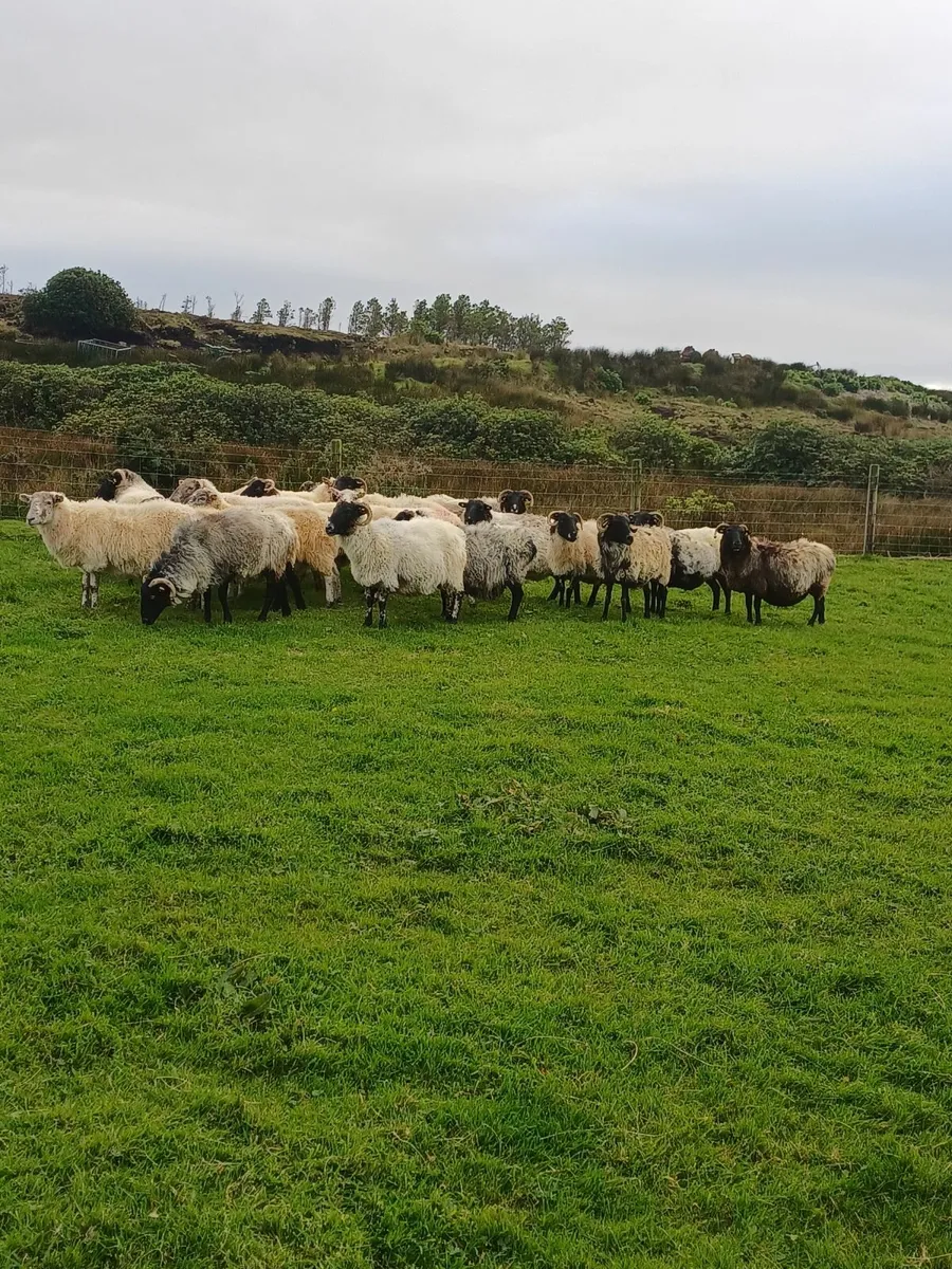 Ewes for sale - Image 4
