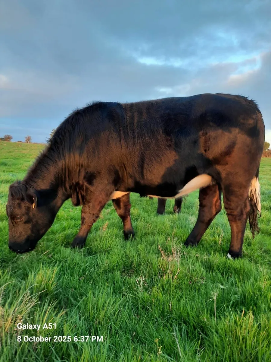 Limousin Heifer - Image 2