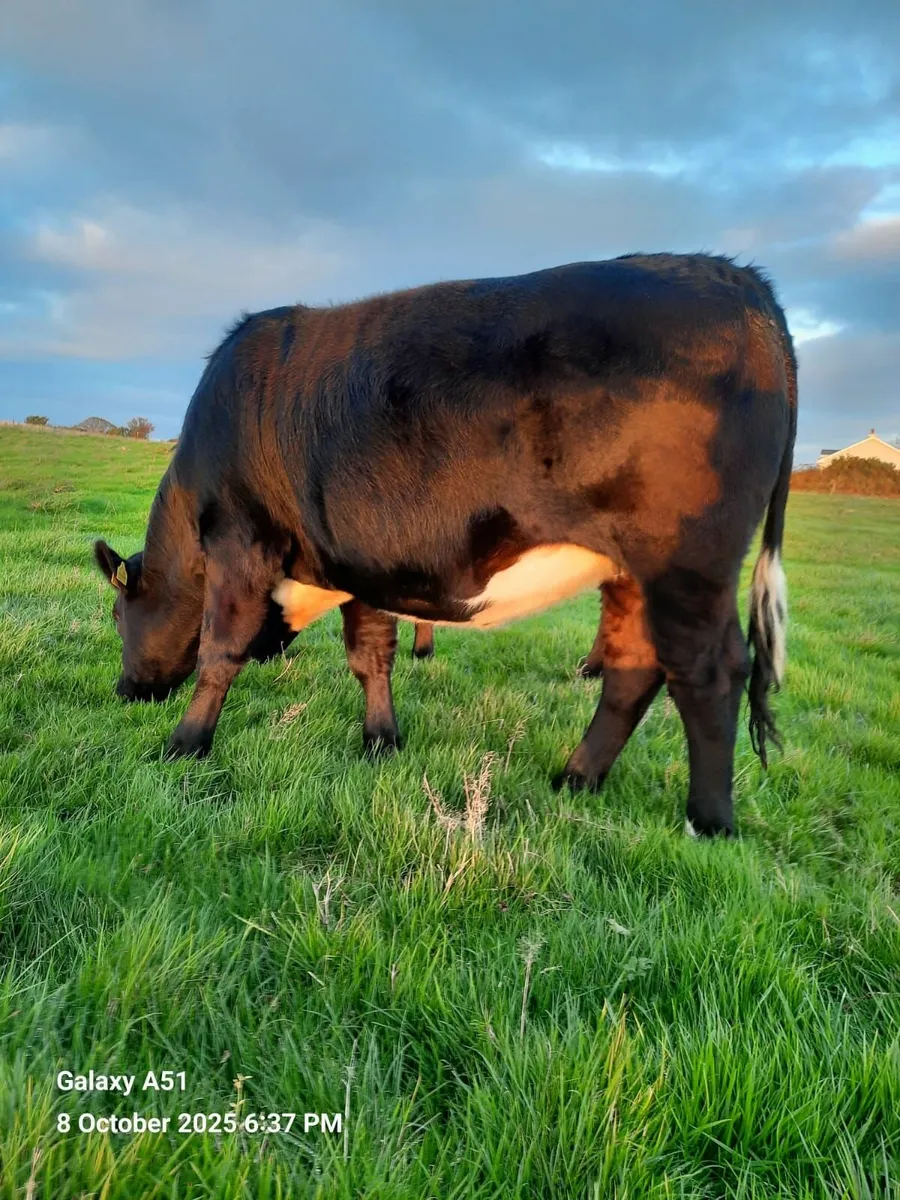 Limousin Heifer - Image 3