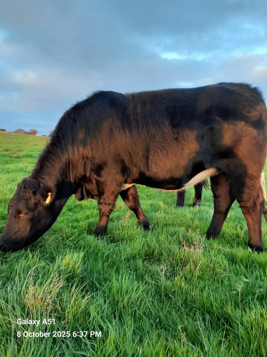 Limousin Heifer - Image 4