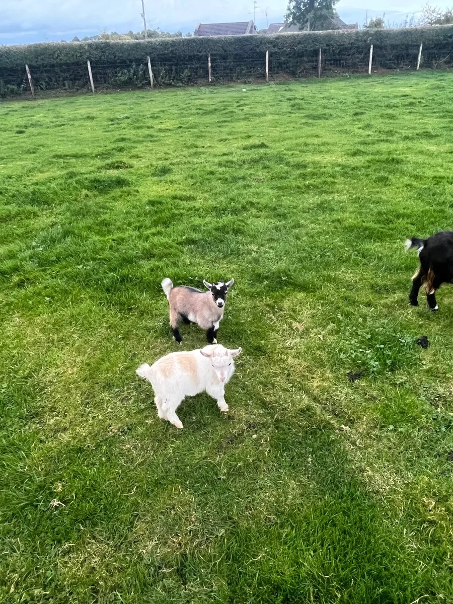 Pygmy goat kids - Image 1