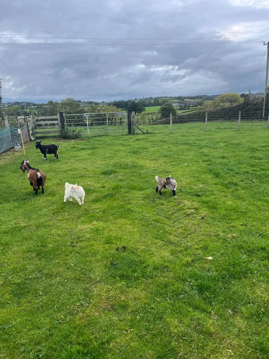 Pygmy goat kids - Image 3
