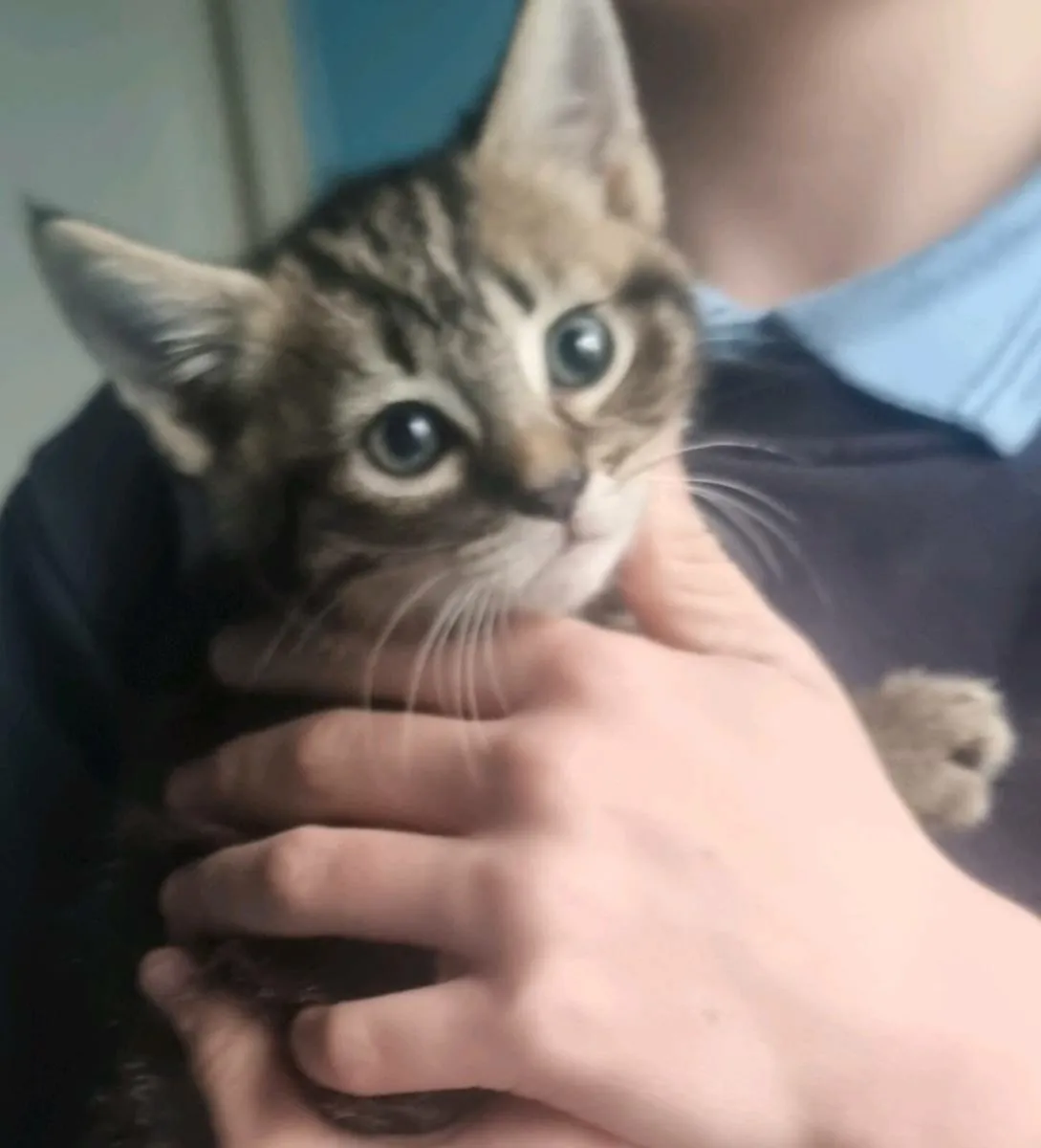 🐾 Beautiful Tabby Kittens🐾 - Image 1