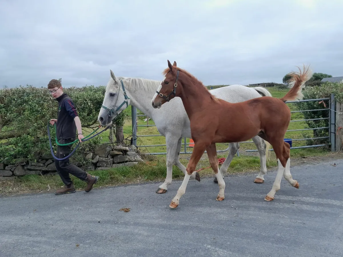 Lot 227 For Sale at Goresbridge Saturday 11 Oct - Image 3