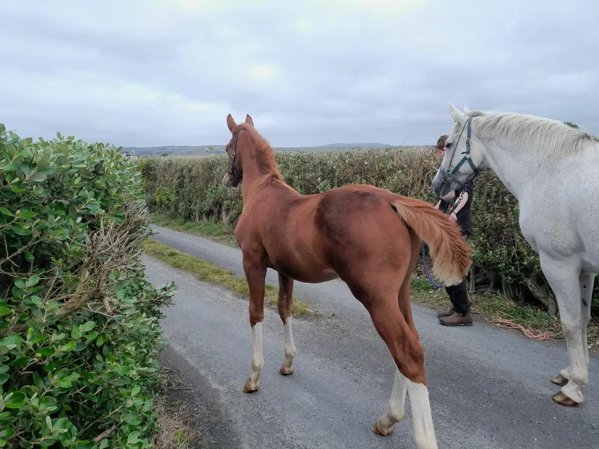 Lot 227 For Sale at Goresbridge Saturday 11 Oct - Image 4