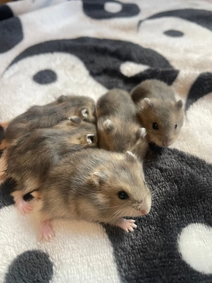 Hamsters - Image 1