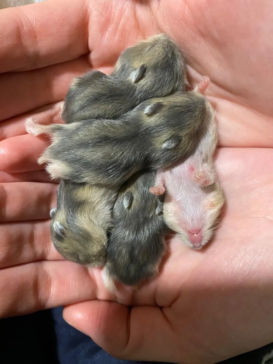 Hamsters - Image 2